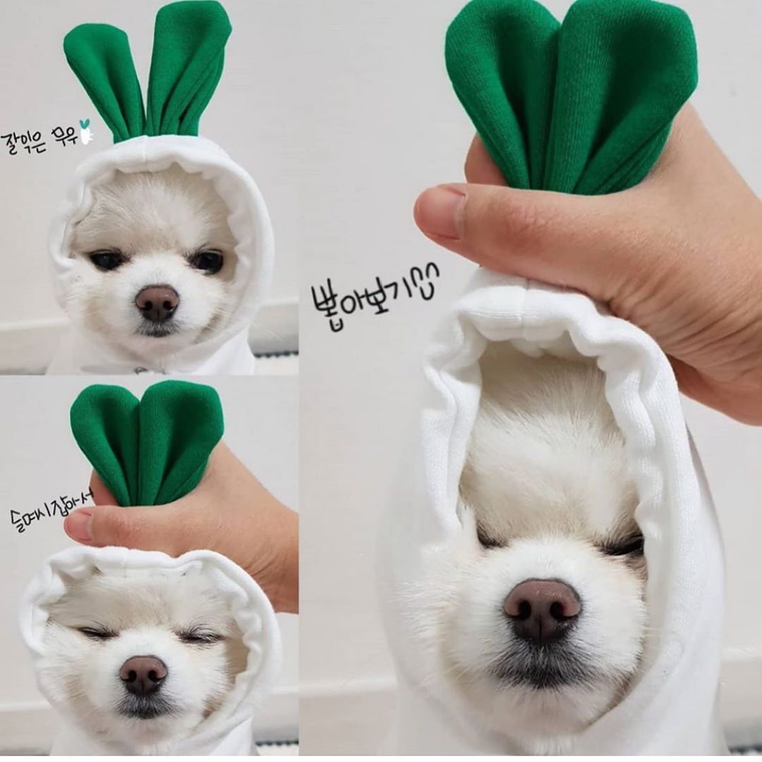Fruit & Veggie Drawstring Dog Hoodie for Small Dogs & Cats, 7 Cute Styles – view 11