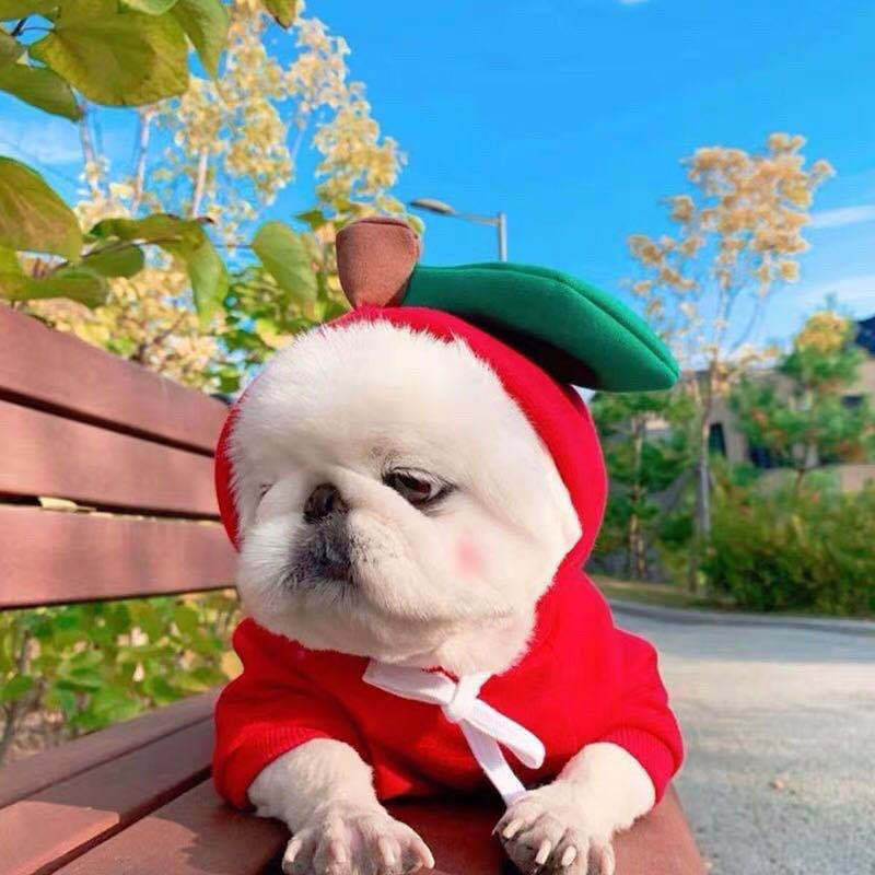 Cute Fruit Fleece Dog Hoodie – Warm Winter Outfit for Small Dogs – view 7