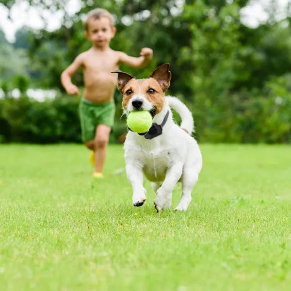 Wireless Electric Dog Fence – Adjustable 131–722 ft Radius, Rechargeable Collar – view 3