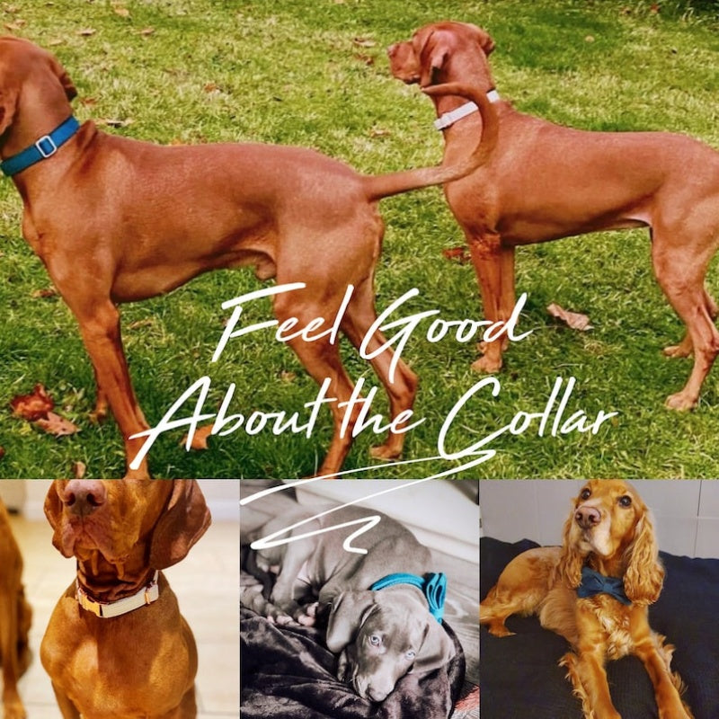 Velvet Dog Collar and Leash Set with Bow – Soft Cotton-Lined Collar, 8 Colors, XS–L – view 2