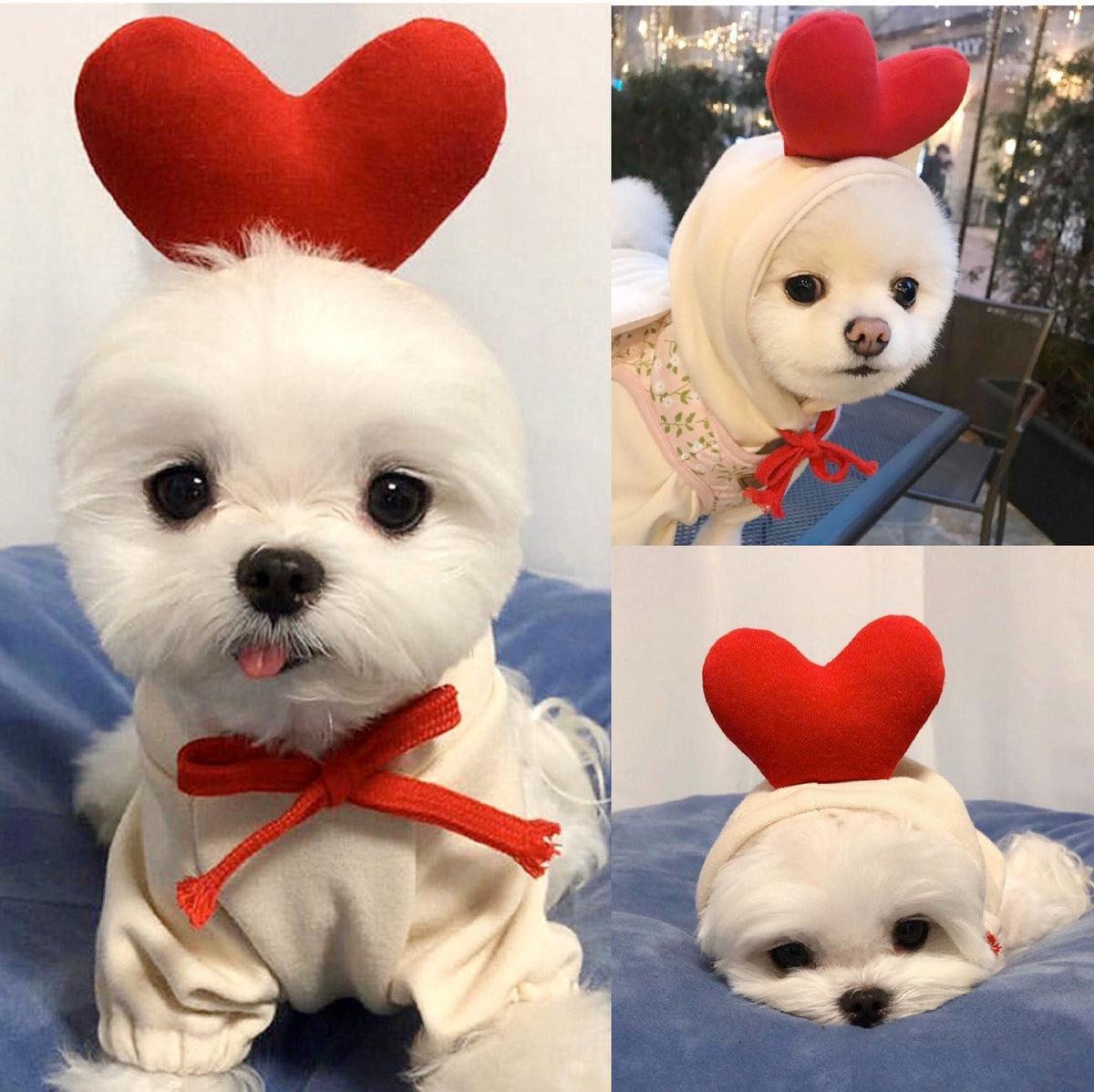 Cute Fruit Fleece Dog Hoodie – Warm Winter Outfit for Small Dogs – view 9