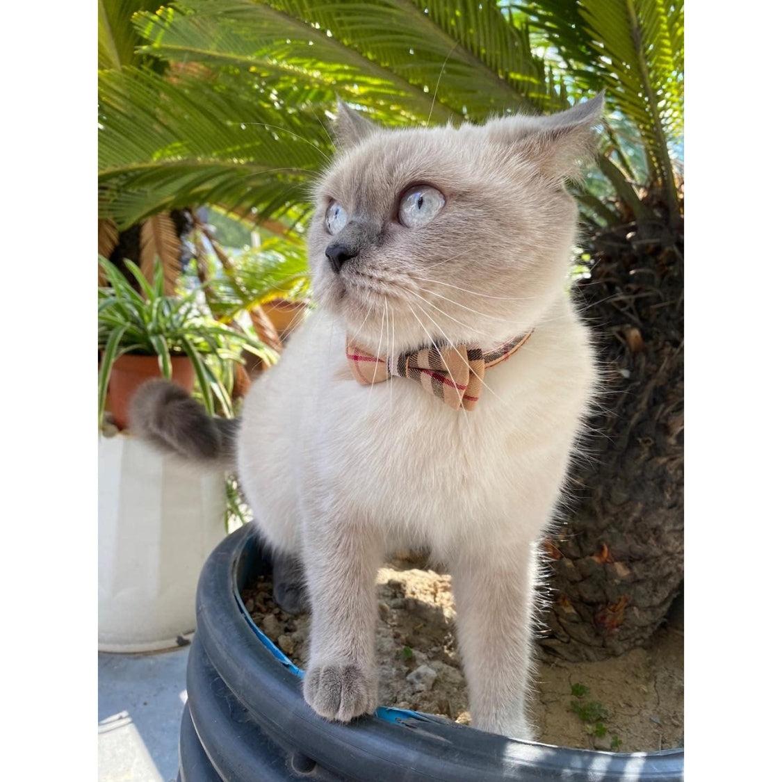 Breakaway Cat Collars 2-Pack – Plaid Kitten Collars with Removable Bow Tie &amp; Bell, Adjustable 7.8–10.2 in – view 6